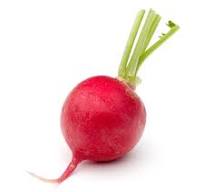 Rabanito