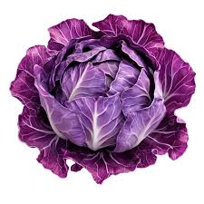 Repollo Morado